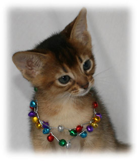 Xmas Kitten