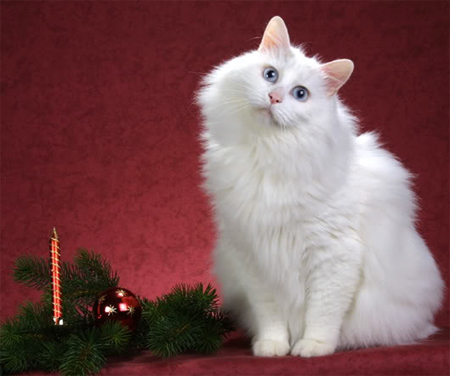 ChrisWeigant.com » Holiday Fundraising Kickoff (With Mesmerizing Kittens)!